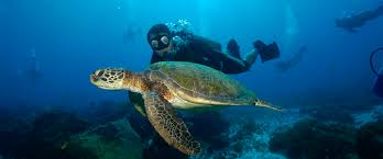 Image result for Chiltern Divers