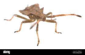 Attēlu rezultāti vaicājumam “Coreus marginatus nymph”