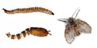 Attēlu rezultāti vaicājumam “Psychodidae”