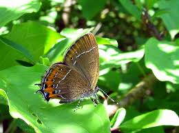 Attēlu rezultāti vaicājumam “Satyrium pruni”