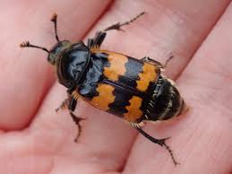 Attēlu rezultāti vaicājumam “Nicrophorus vespillo”