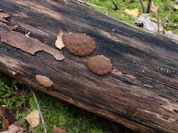 Attēlu rezultāti vaicājumam “Symphytocarpus flaccidus”