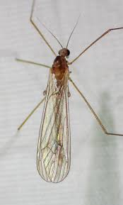 Attēlu rezultāti vaicājumam “Trichocera”