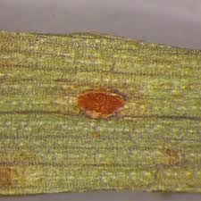 Attēlu rezultāti vaicājumam “Pucciniales”