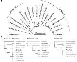 Attēlu rezultāti vaicājumam “Saduria entomon”