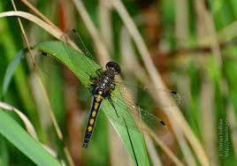 Attēlu rezultāti vaicājumam “Leucorrhinia rubicunda”