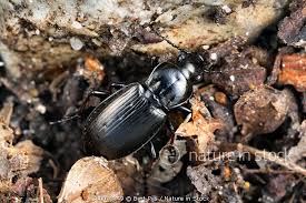 Attēlu rezultāti vaicājumam “Pterostichus oblongopunctatus”