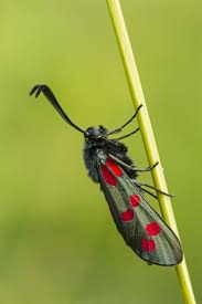 Attēlu rezultāti vaicājumam “Zygaena filipendulae”