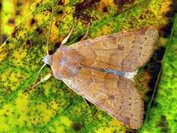 Attēlu rezultāti vaicājumam “Agrochola helvola”