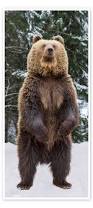 Image result for brown bear