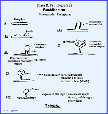 Attēlu rezultāti vaicājumam “Physarum penetrale spores”