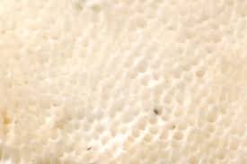 Attēlu rezultāti vaicājumam “Ceriporia viridans”