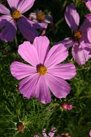 Image result for Cosmos bipinnatus