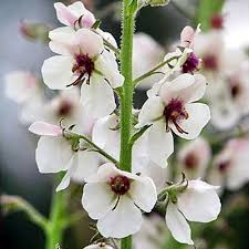 Attēlu rezultāti vaicājumam “Verbascum blattaria leaf”