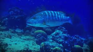 Image result for Lutjanus cyanopterus