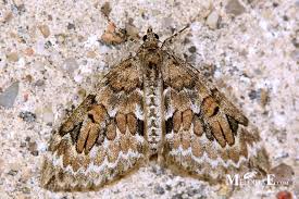 Attēlu rezultāti vaicājumam “Thera variata”