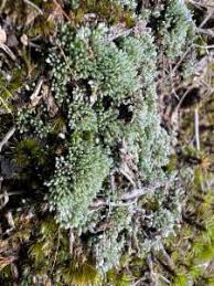 Attēlu rezultāti vaicājumam “Bryum funkii”