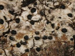 Attēlu rezultāti vaicājumam “Acrocordia gemmata”