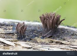 Attēlu rezultāti vaicājumam “Stemonitis axifera young”