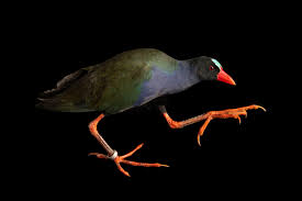 Image result for Porphyrio alleni