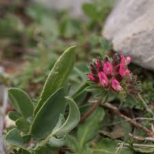 Image result for Anthyllis vulneraria rubra