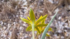 Attēlu rezultāti vaicājumam “Gagea pratensis”