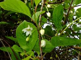 Attēlu rezultāti vaicājumam “Schisandra chinensis flower”