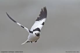 Attēlu rezultāti vaicājumam “Plectrophenax nivalis adult”