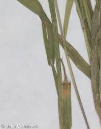 Attēlu rezultāti vaicājumam “Melica nutans leaf”