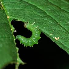 Attēlu rezultāti vaicājumam “Nematus ribesii larva”