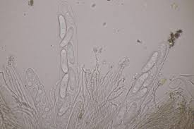 Attēlu rezultāti vaicājumam “Propolis farinosa”