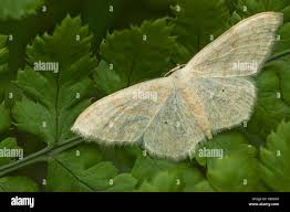 Attēlu rezultāti vaicājumam “Scopula floslactata”