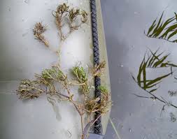 Attēlu rezultāti vaicājumam “Najas marina”