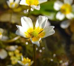 Attēlu rezultāti vaicājumam “Batrachium circinatum leaf”