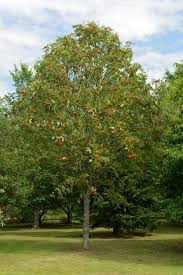 Attēlu rezultāti vaicājumam “Sorbus aucuparia”