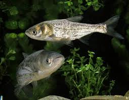 Image result for Hypophthalmichthys molitrix