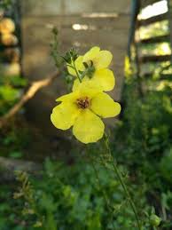 Image result for Verbascum blattaria