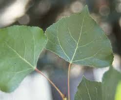 Attēlu rezultāti vaicājumam “Populus nigra”