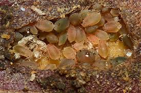 Attēlu rezultāti vaicājumam “Aphodius subterraneus imago”