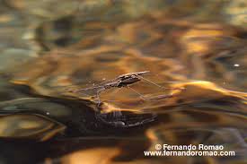 Attēlu rezultāti vaicājumam “Aquarius najas”