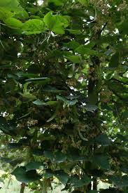 Attēlu rezultāti vaicājumam “Tilia x moltkei”