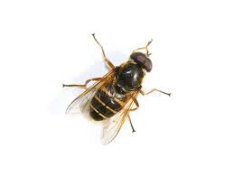 Attēlu rezultāti vaicājumam “Sericomyia silentis”