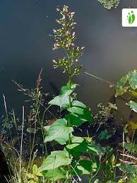 Attēlu rezultāti vaicājumam “Scrophularia nodosa leaf”
