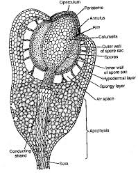 Attēlu rezultāti vaicājumam “Funaria hygrometrica sporophyte”