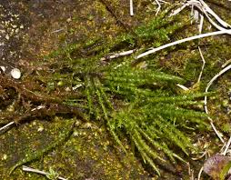 Attēlu rezultāti vaicājumam “Calliergon giganteum”