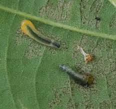 Attēlu rezultāti vaicājumam “Caliroa annulipes larva”