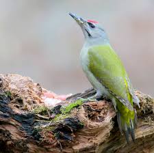 Attēlu rezultāti vaicājumam “Picus canus”