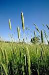 File:<b>Phalaris</b> aquatica.jpg