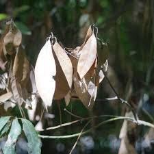 Attēlu rezultāti vaicājumam “Ophiostoma polyporicola”