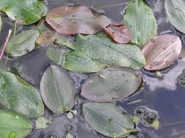 Attēlu rezultāti vaicājumam “Potamogeton natans leaf”